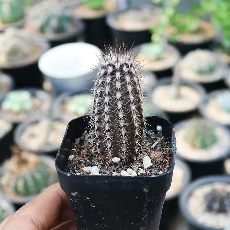 7-8cm Cactus Echinopsis Mirabilis Live Plants Beautiful Garden Succulent Plants Seedling