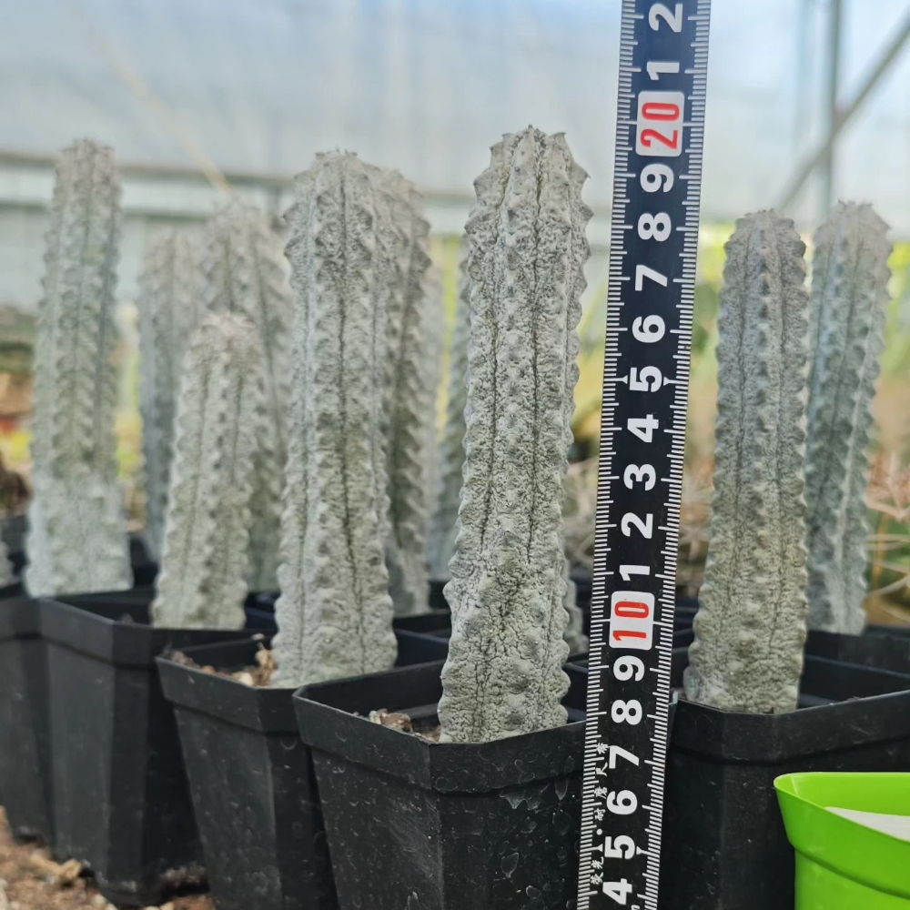 15cm Cactus Liave plants Euphorbia Abdelkuri Cactus Live Plants Beautiful Rare Garden Succulent Plants