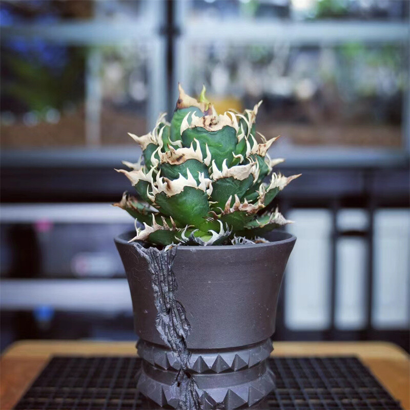 8-10cm 1PCS Seedling Cactus Live Plants Agave Redcat Weazle Beautiful Garden Rare Succulent Plants Planting Agave