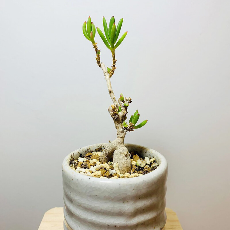 4-5cm 1PCS Cactus Live Plants Delosperma Beautiful Rare Garden Succulent Cactus Plants