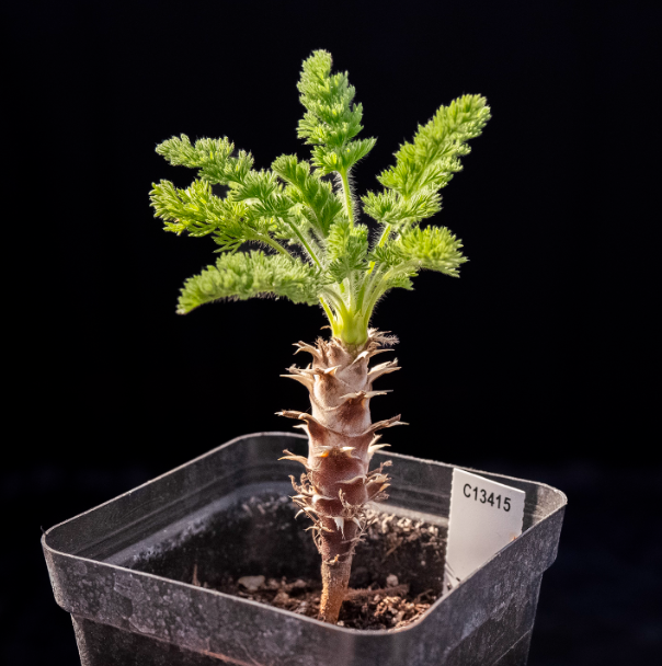 2-2.5cm Seedling Cactus Succulent Plants Pelargonium hirtu Beautiful Rare Garden Root tuber