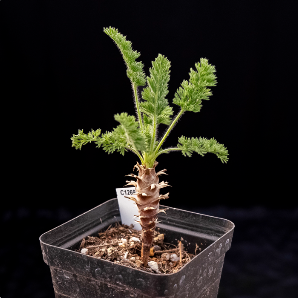 2-2.5cm Seedling Cactus Succulent Plants Pelargonium hirtu Beautiful Rare Garden Root tuber