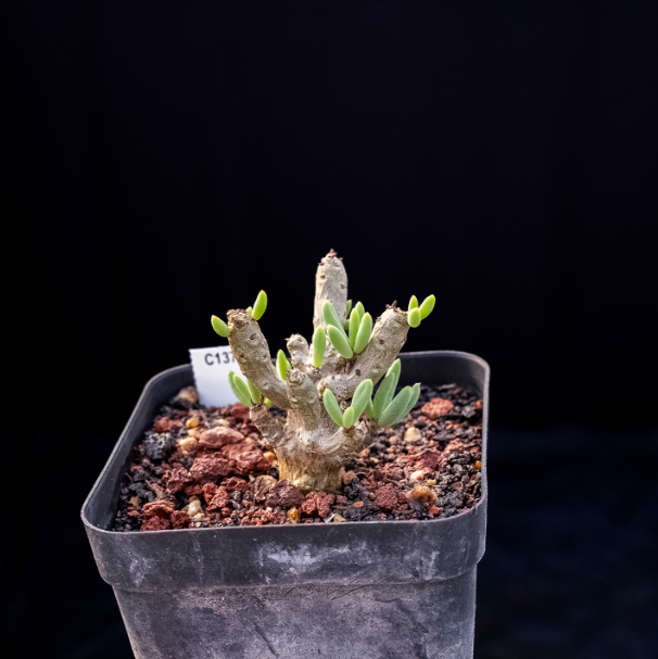 5-7cm Seedling Cactus Succulent Plants Tylecodon decipiensToelken Beautiful Rare Garden Root tuber