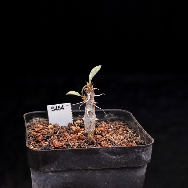 1-1.5cm Seedling Cactus Succulent Plants Fouquieria columnaris Beautiful Rare Garden Root tuber