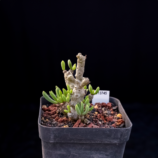 5-7cm Seedling Cactus Succulent Plants Tylecodon decipiensToelken Beautiful Rare Garden Root tuber