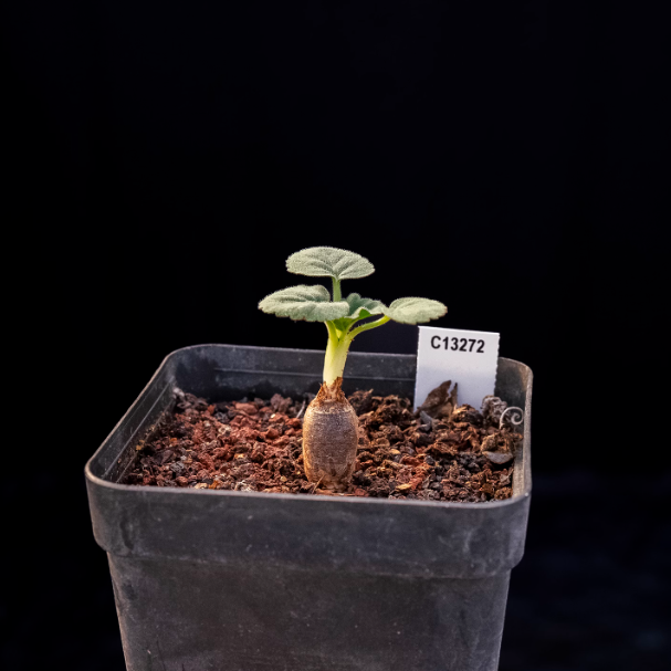 1.5cm Seedling Cactus Succulent Plants Pelargonium grenvilleae Beautiful Rare Garden Root tuber