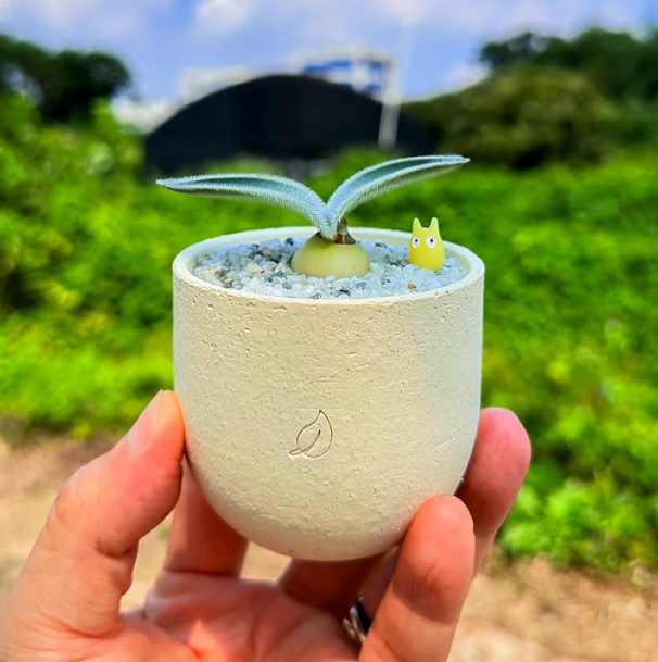 2-2.5cm Seedling Cactus Succulent Plants Haemanthus humilis Beautiful Rare Garden Root tuber