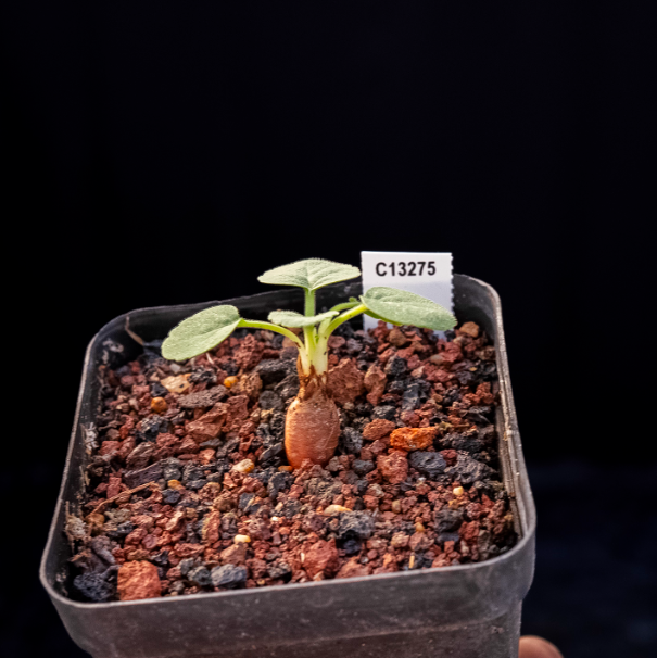 1.5cm Seedling Cactus Succulent Plants Pelargonium grenvilleae Beautiful Rare Garden Root tuber