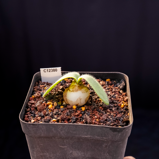 2-2.5cm Seedling Cactus Succulent Plants Haemanthus humilis Beautiful Rare Garden Root tuber