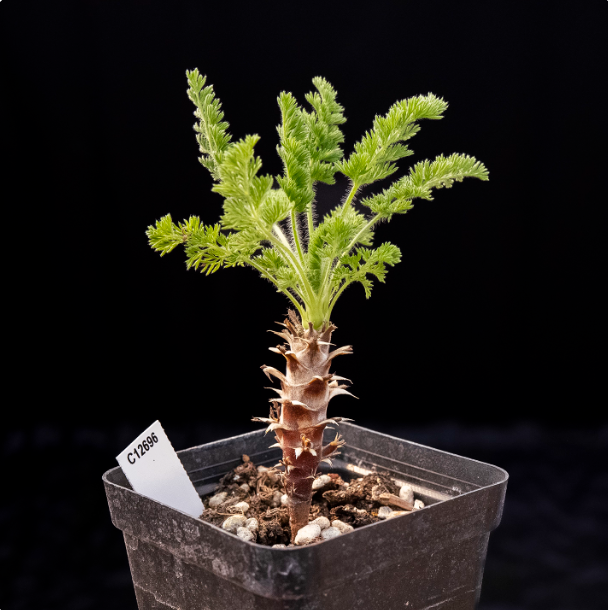 2-2.5cm Seedling Cactus Succulent Plants Pelargonium hirtu Beautiful Rare Garden Root tuber