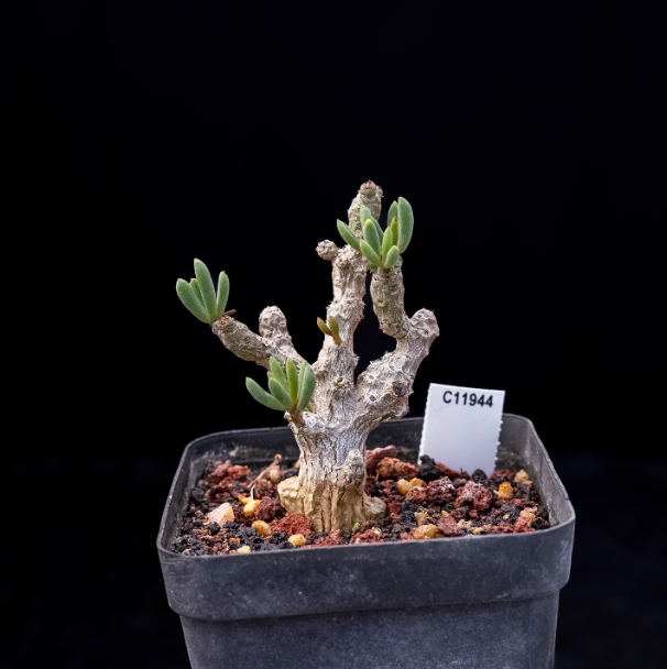 5-7cm Seedling Cactus Succulent Plants Tylecodon decipiensToelken Beautiful Rare Garden Root tuber