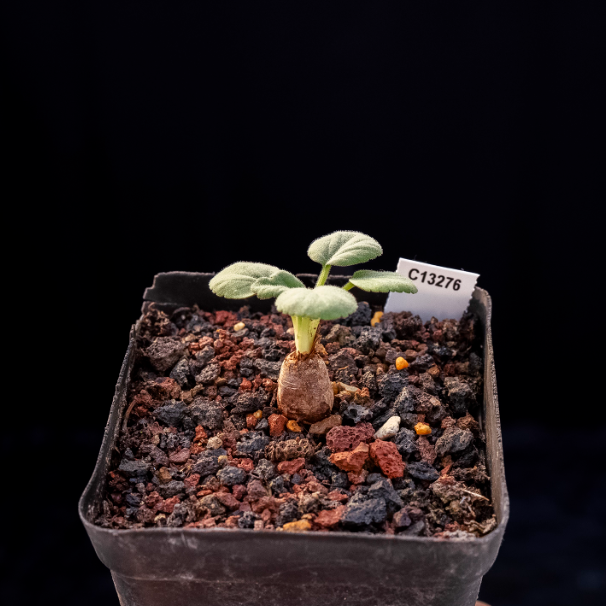 1.5cm Seedling Cactus Succulent Plants Pelargonium grenvilleae Beautiful Rare Garden Root tuber