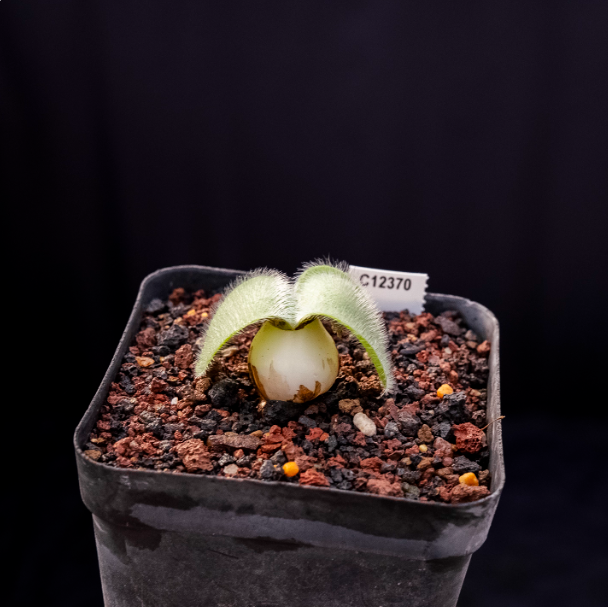 2-2.5cm Seedling Cactus Succulent Plants Haemanthus humilis Beautiful Rare Garden Root tuber