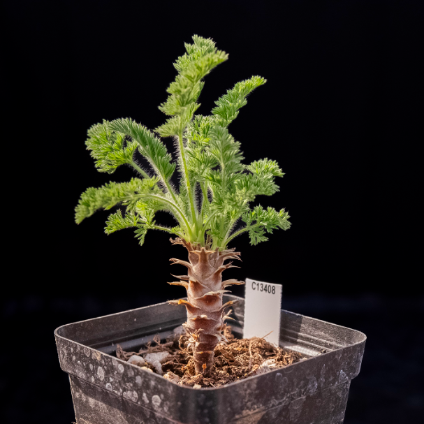 2-2.5cm Seedling Cactus Succulent Plants Pelargonium hirtu Beautiful Rare Garden Root tuber