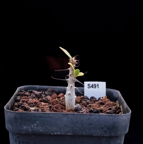 1-1.5cm Seedling Cactus Succulent Plants Fouquieria columnaris Beautiful Rare Garden Root tuber