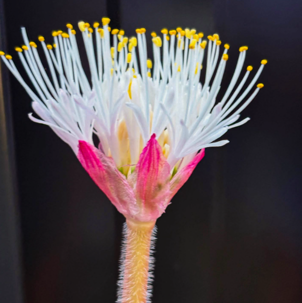 2-2.5cm Seedling Cactus Succulent Plants Haemanthus humilis Beautiful Rare Garden Root tuber