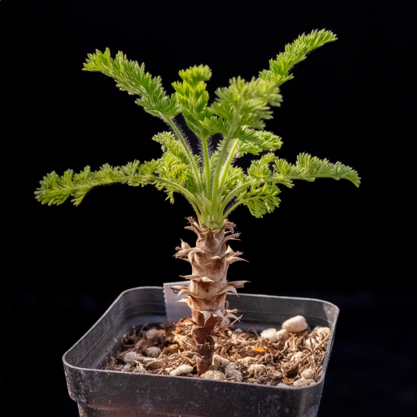 2-2.5cm Seedling Cactus Succulent Plants Pelargonium hirtu Beautiful Rare Garden Root tuber