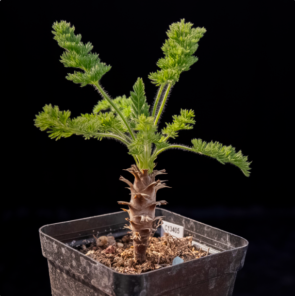 2-2.5cm Seedling Cactus Succulent Plants Pelargonium hirtu Beautiful Rare Garden Root tuber