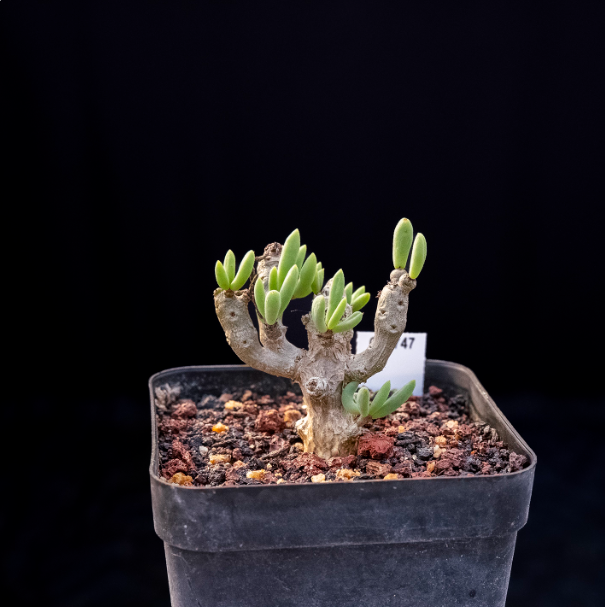 5-7cm Seedling Cactus Succulent Plants Tylecodon decipiensToelken Beautiful Rare Garden Root tuber