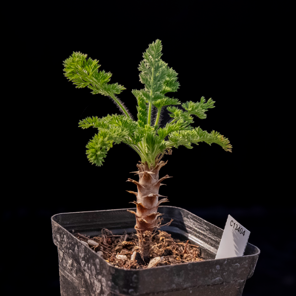 2-2.5cm Seedling Cactus Succulent Plants Pelargonium hirtu Beautiful Rare Garden Root tuber