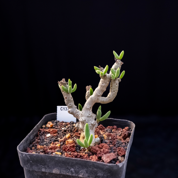 5-7cm Seedling Cactus Succulent Plants Tylecodon decipiensToelken Beautiful Rare Garden Root tuber