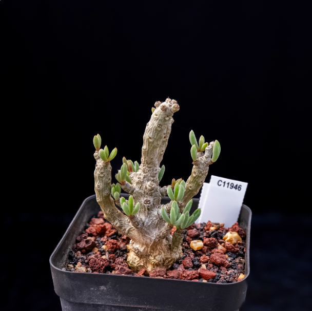 5-7cm Seedling Cactus Succulent Plants Tylecodon decipiensToelken Beautiful Rare Garden Root tuber