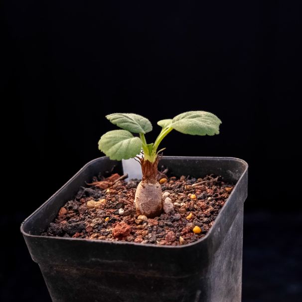 1.5cm Seedling Cactus Succulent Plants Pelargonium grenvilleae Beautiful Rare Garden Root tuber