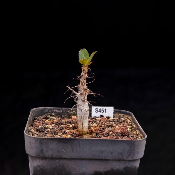 1-1.5cm Seedling Cactus Succulent Plants Fouquieria columnaris Beautiful Rare Garden Root tuber