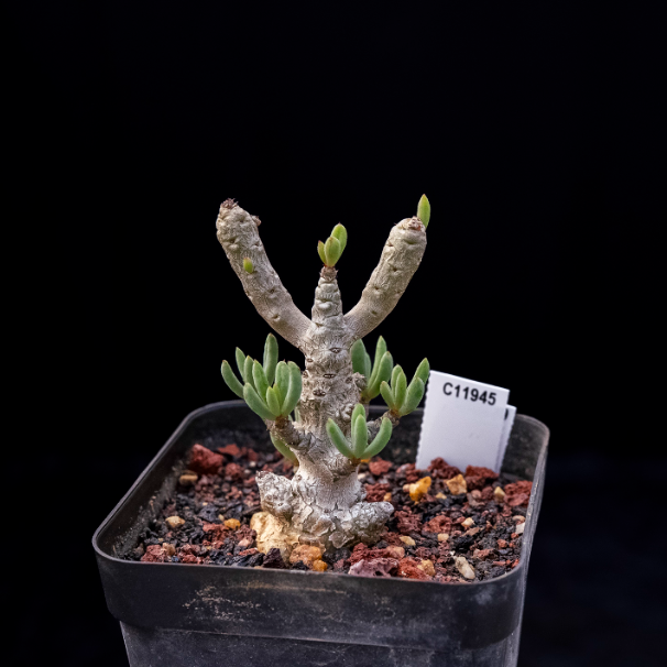 5-7cm Seedling Cactus Succulent Plants Tylecodon decipiensToelken Beautiful Rare Garden Root tuber