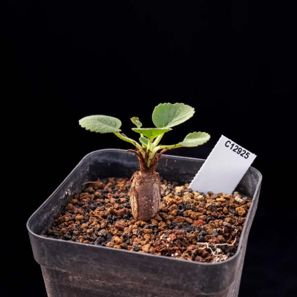 1.5cm Seedling Cactus Succulent Plants Pelargonium grenvilleae Beautiful Rare Garden Root tuber