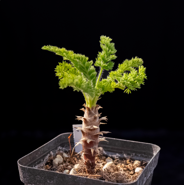 2-2.5cm Seedling Cactus Succulent Plants Pelargonium hirtu Beautiful Rare Garden Root tuber