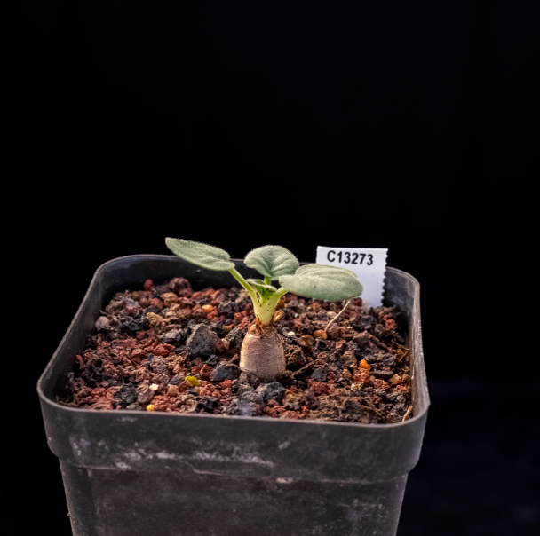 1.5cm Seedling Cactus Succulent Plants Pelargonium grenvilleae Beautiful Rare Garden Root tuber