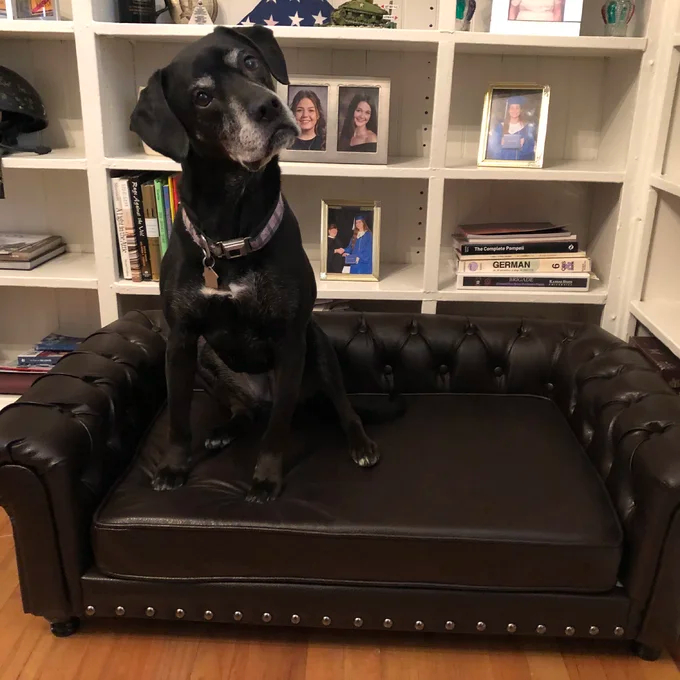 【Pet】Larock Dog Sofa