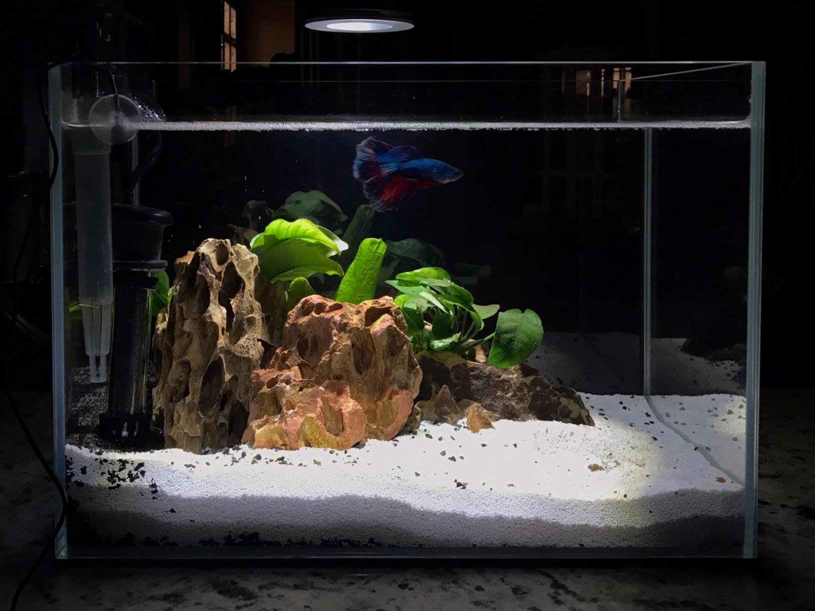 【Pet】120P 72.2 Gallon Rimless Low Iron Aquarium Tank, 47.2